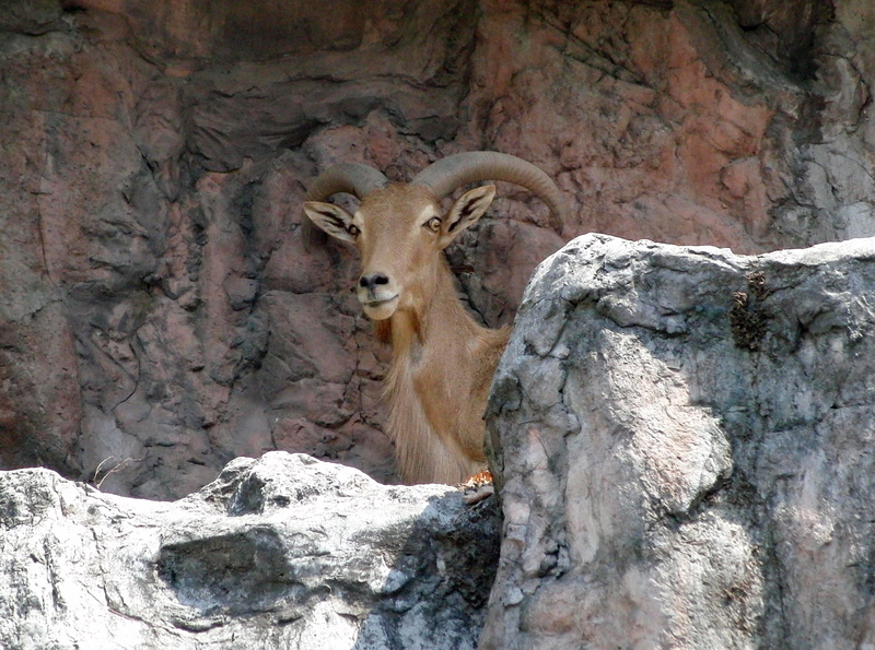 domestic animals, bovids, ammotragus lervia, looking at camera, 1080P, nature, wild animal, fauna, barbary sheep, solid, day, animal, outdoors, animal themes