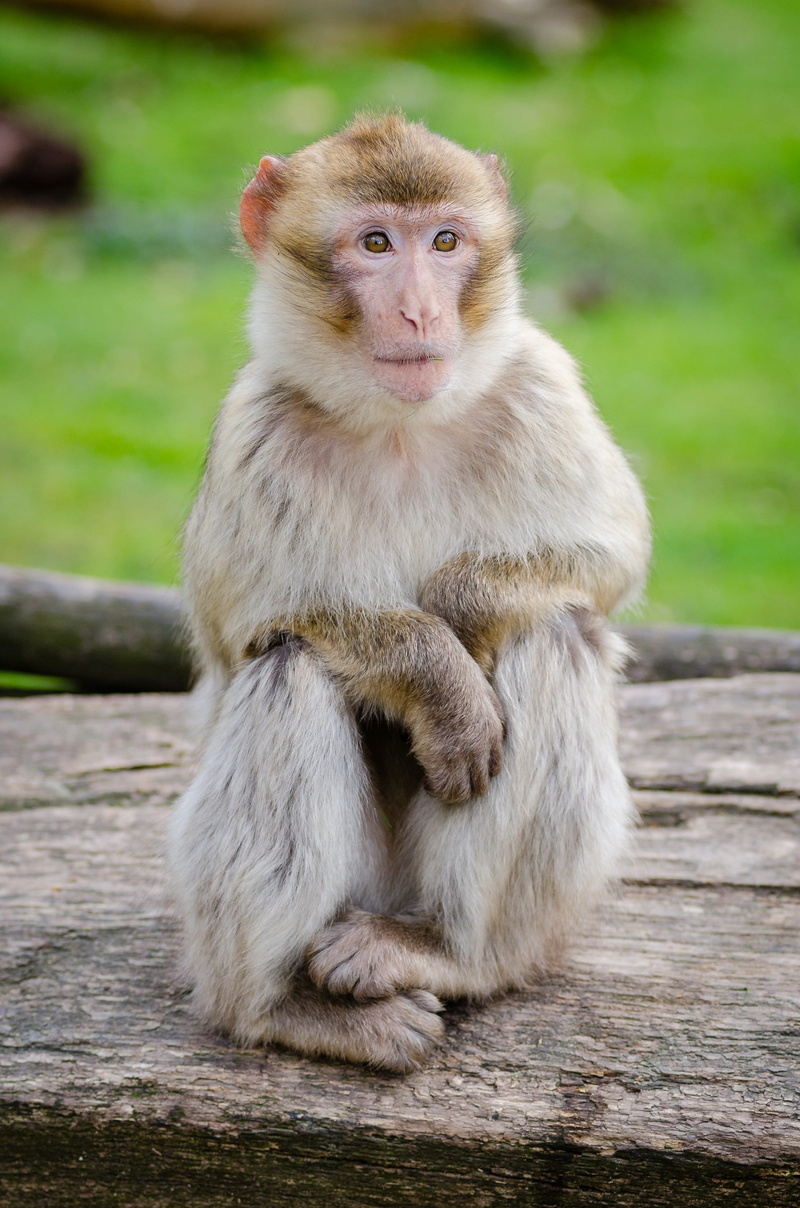 portrait, macaque, vertebrate, primate, looking at camera, hairy, day, close up, people, wildlife, animals in the wild, one animal, wood - material, nature