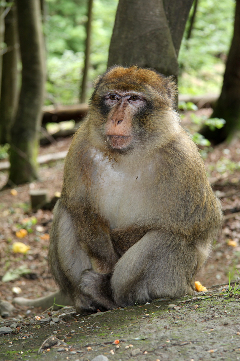 animal wildlife, outdoors, cheeky, tree, land, sit, animal, rest, looking, forest, care, äffchen, sweet, monkey, mammals, focus on foreground, gibbon, funny