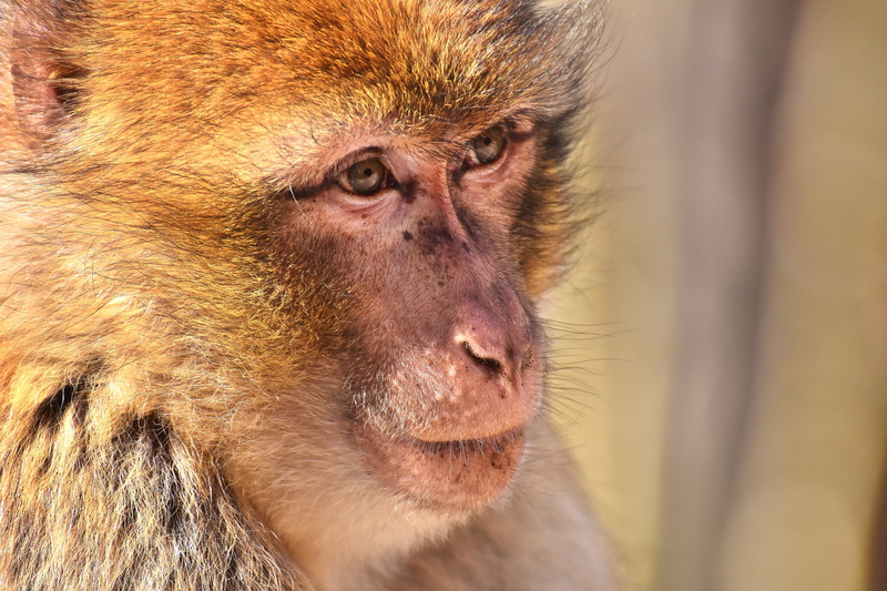 focus on foreground, 5K, mammal, animal body part, animal themes, baboon, looking away, photography, focus, close-up, endangered species, one animal, monkey