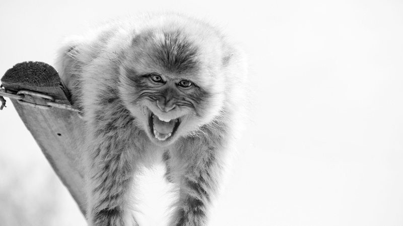 yawn, cry, animal portrait, 5K, animals in the wild, mouth, monkey, incisors, primate, head, animal body part, looking at camera, animal wildlife, animal mouth