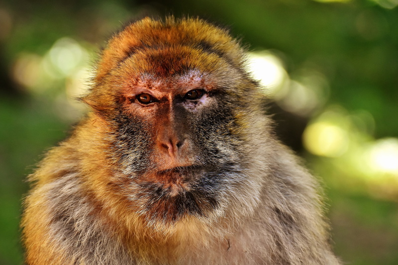 looking, monkey, ape, close up, focus on foreground, rainforest, primate, animal wildlife, hair, close, animal, endangered species, mammal, barbary ape