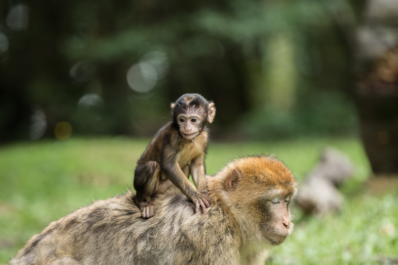 animal themes, group of animals, animal world, animal family, mother, 2K, salem, family, young Animal, animal wildlife, care, focus on foreground, nature