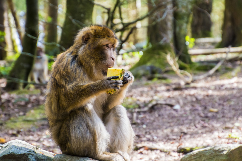 focus on foreground, cozy, dreams, one animal, tree, animals In The Wild, 5K, primate, try, portrait, animal family, day, äffchen, eating, land, vertebrate