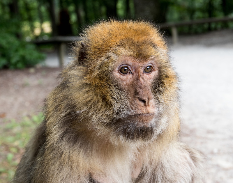 4K, looking at camera, vertebrate, day, animal wildlife, focus on foreground, portrait, outdoors, animals in the wild, monkey mountain salem, wild animal