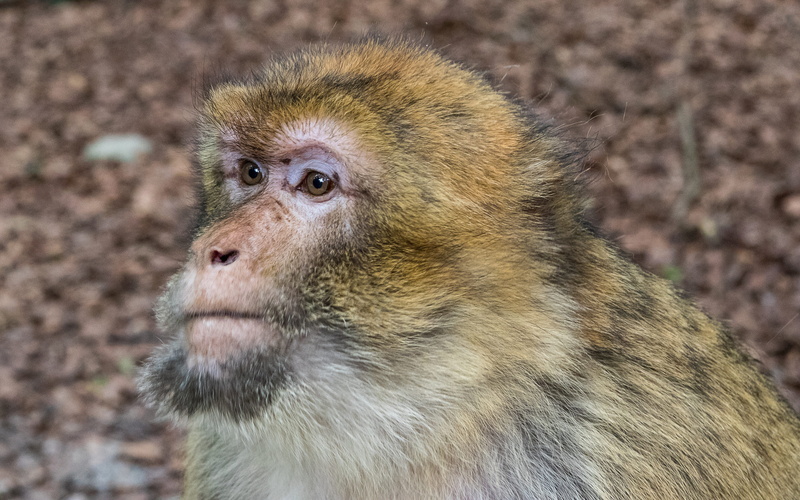 animal, wild animal, monkey mountain salem, focus on foreground, looking at camera, hair, animal world, baboon, mammal, nature, vertebrate, close-up, animal wildlife