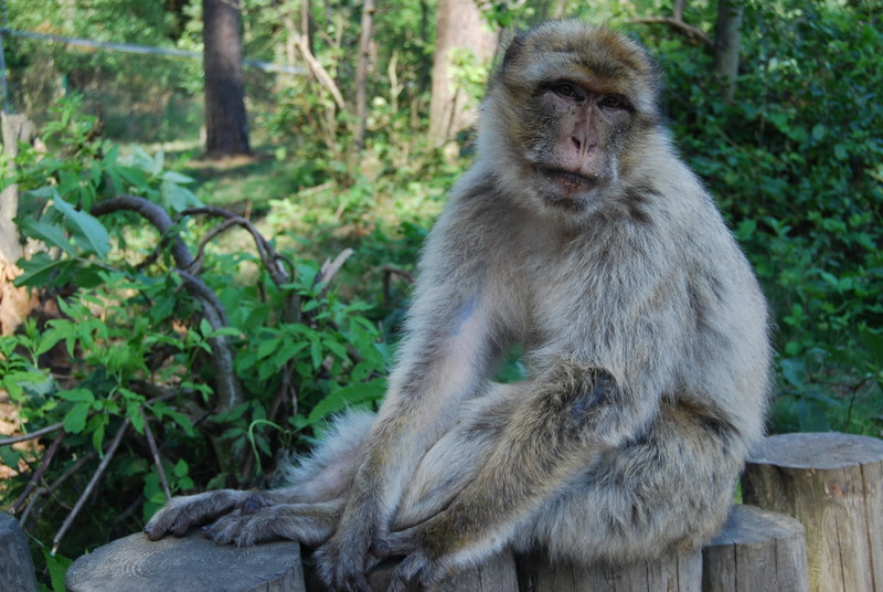 outdoors, 1080P, one animal, monkey forest, portrait, animal wildlife, tree, plant, barbary ape, looking, day, animals in the wild, nature, monkey, focus on foreground