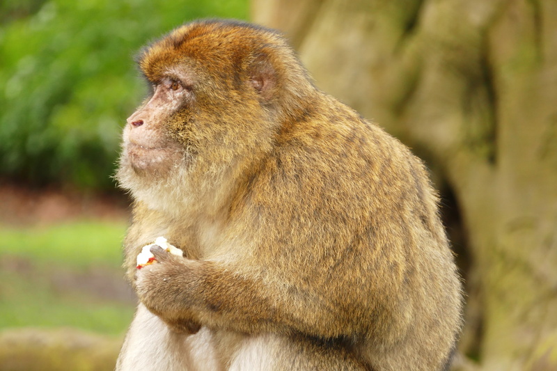 mammal, barbary macaque, no people, brown, nature, zoo, wildlife, vertebrate, outdoors, contemplation, monkey, animal wildlife, wild, primate, baboon, focus on foreground
