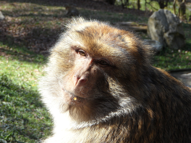 mammal, eat, animal wildlife, animal portrait, 4K, portrait, animal, barbary ape, monkey males, day, fur, wildlife photography, head, looking, males, focus on foreground