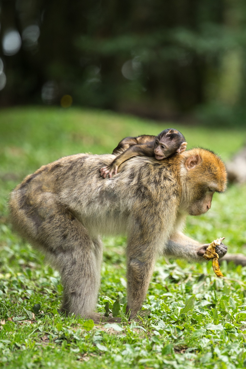 top, brown, positive emotion, monkey, group of animals, animal wildlife, mammal, land, black, animals, green, grass, animal photography, outdoors, monkeys