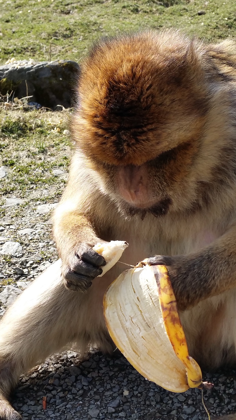food, animal body part, animal head, eating, domestic animals, domestic, barbary ape, äffchen, outdoors, no people, animal wildlife, day, animal themes