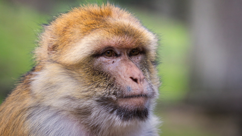 animal wildlife, people, barbary ape, primate, day, mahogany, animal world, ape, animal, snout, contemplation, monkey, animal body part, animals in the wild