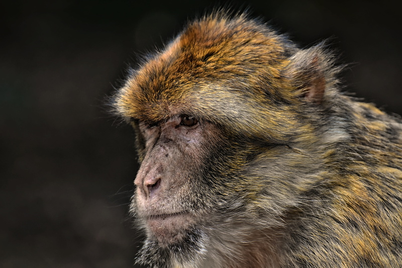 wild animal, animal themes, primate, one animal, vertebrate, barbary ape, contemplation, zoo, endangered species, looking, black background, snout, close-up