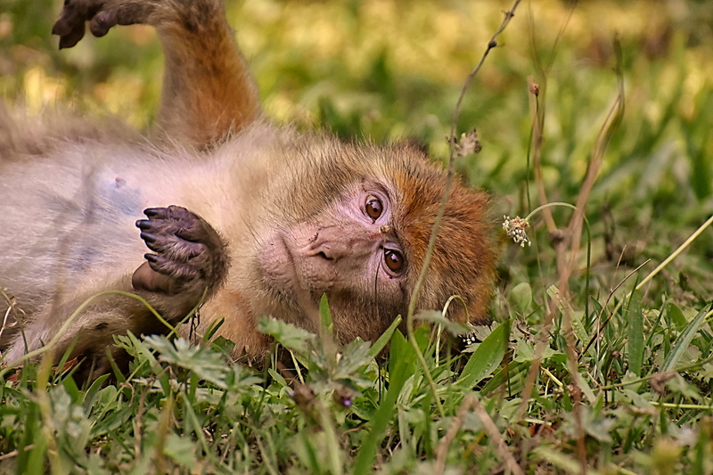 animal wildlife, primate, group of animals, portrait, no people, animals in the wild, two animals, monkey mountain salem, plant, vertebrate, cute, 5K
