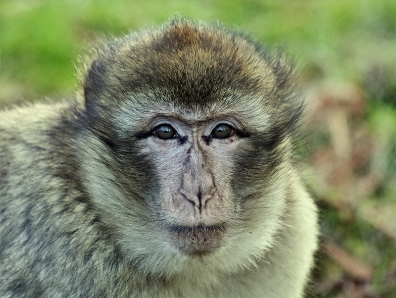 people, barbary macaque, close-up, animal eye, young, animal hair, 4K, baboon, nature, hair, baby, looking, day, animal body part, blur, animal, ape, cute