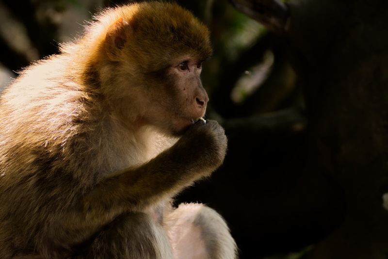 animals in the wild, barbary ape, zoo, animal, day, 5K, no people, looking away, focus on foreground, animal wildlife, tree, endangered species, monkey mountain salem