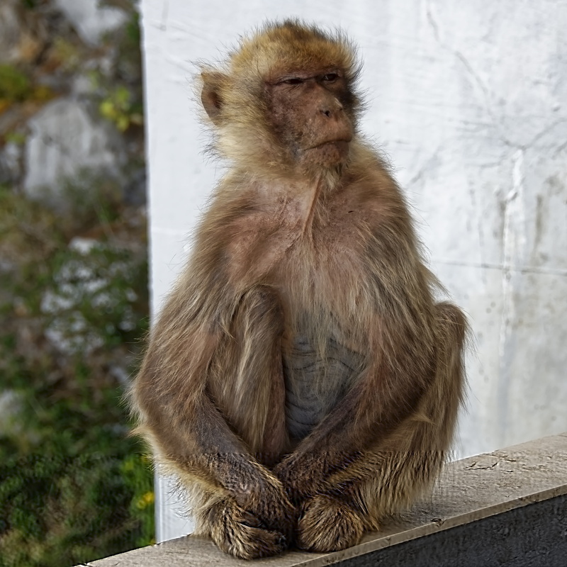 5K, relaxation, gibraltar, mammal, sitting, no people, focus on foreground, one animal, barbary ape, day, animal hair, outdoors, primates, animal, animal wildlife