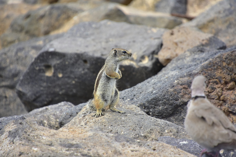 close-up, one animal, fuerteventura, animal themes, vertebrate, squirrel, looking away, rock - object, animal, day, rock, animals in the wild, outdoors