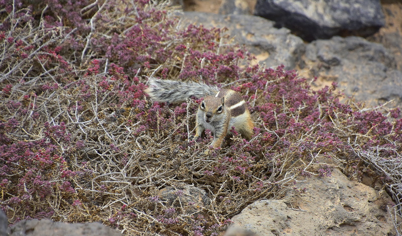 high angle view, field, 5K, rodent, no people, rock - object, domestic animals, plant, pets, squirrel barbary, outdoors, animal, solid, mammal, animals in the wild