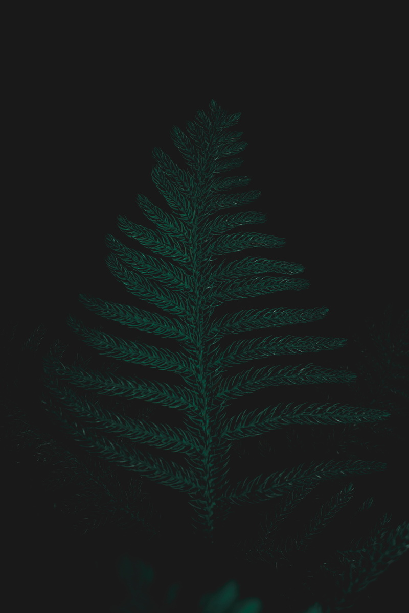 plant, natural pattern, freshness, coniferous tree, indoors, 5K, ostrich fern, growth, pattern, studio shot, plant part, night, close-up, beauty in nature