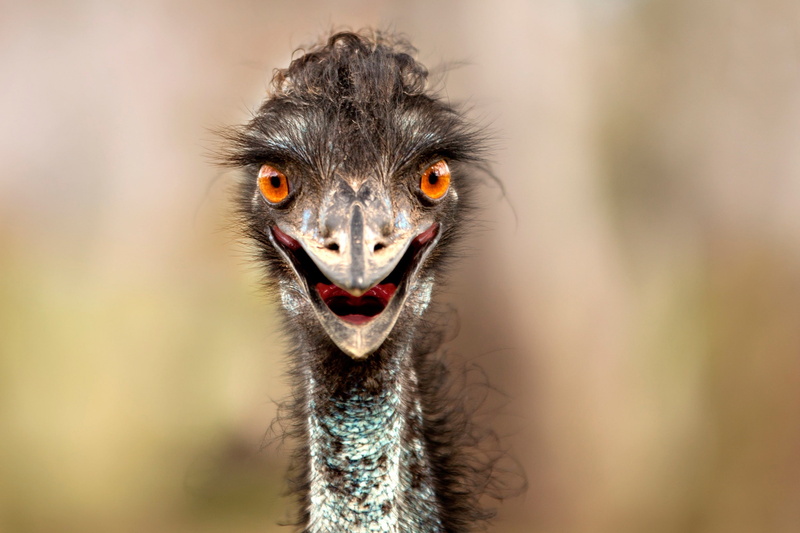 beak, 1080P, ostrich, eyes
