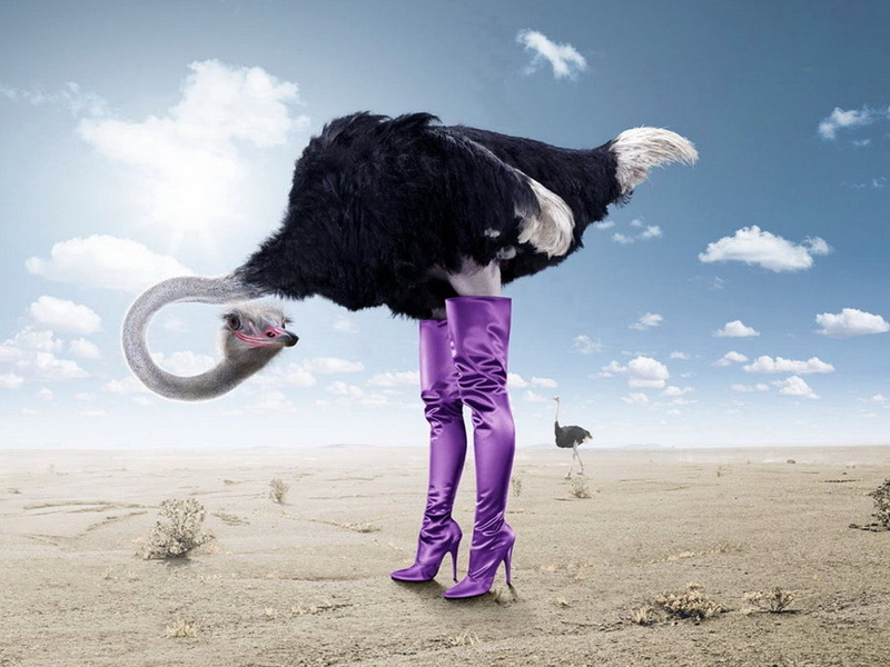 land, birds, animal body part, gray, digital composite, day, black, 720P, boots, costume, horizon, sky, sand, outdoors, Funny, cloud - sky, desert, ostrich
