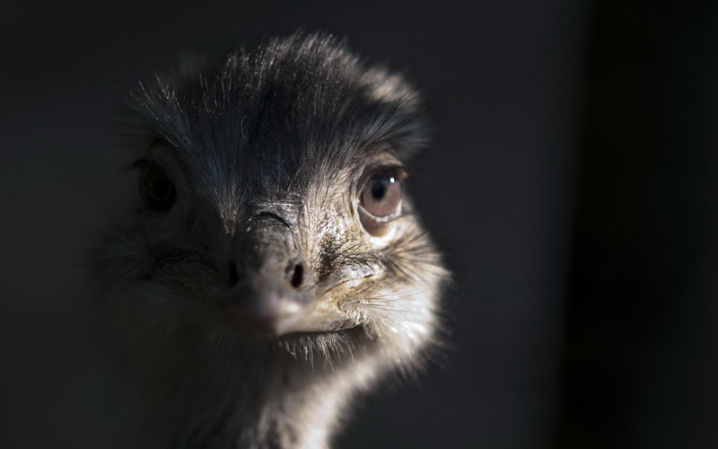 2K, ostrich, looking, funny