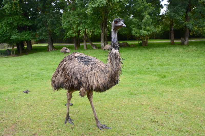 park, long, emu, grass, field, animal wildlife, emu of australia, one animal, animal themes, animal neck, growth, no people, wildlife, animal, plant, ostrich