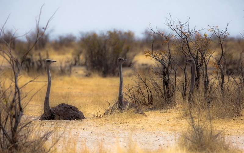 namibia, bare tree, animal wildlife, bird, 720P, beauty In Nature, tree, safari, etosha National Park, grass, masai Mara, day, desert, landscape, non-urban scene