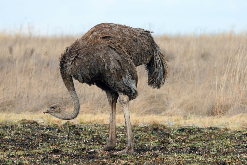 animal, outdoors, vertebrate, plant, game, daytime, field, ostrich, full length, standing, wildlife, landscape, side view, animals in the wild, reserve