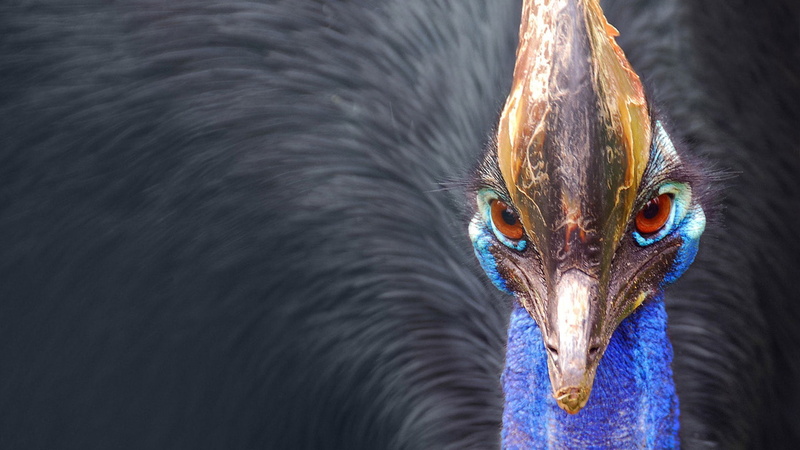 animal wildlife, mammal, one Animal, animal mouth, animal Eye, nature, ostrich, zoo, portrait, looking, blue, animal themes, vertebrate, animal, bird, no people