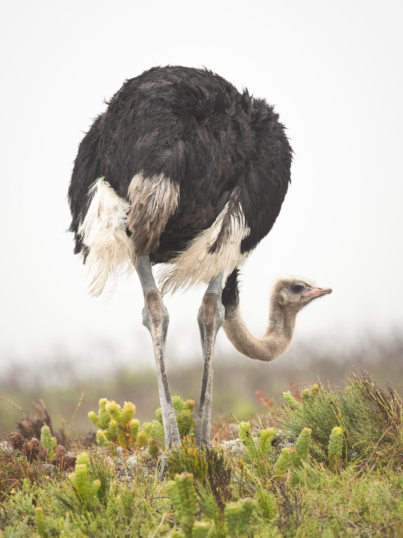 bird, animal neck, wildlife, animal, daylight, grassland, standing, plant, one animal, no people, zoo, side view, animal wildlife, animal photography, looking