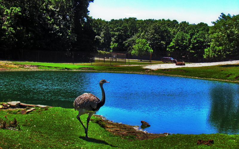 animal wildlife, animal themes, 2K, animals In The Wild, plant, ostrich, growth, outdoors, no people, beak, bird, brown, green Color, feather, sky, water