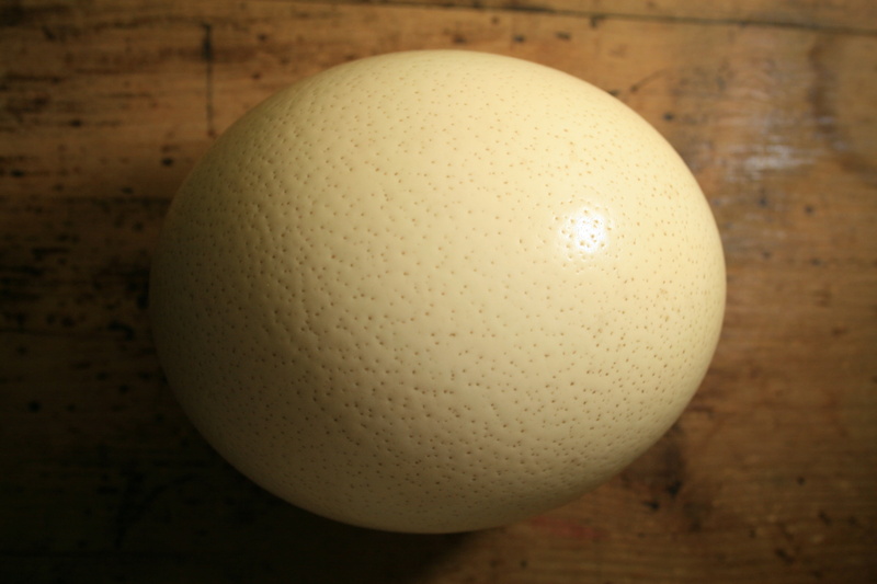 dimpled, ostrich, buff, healthy eating, no people, indoors, raw food, egg, animal egg, meal, ostrich egg, shell, vulnerability, close-up, white color, 4K