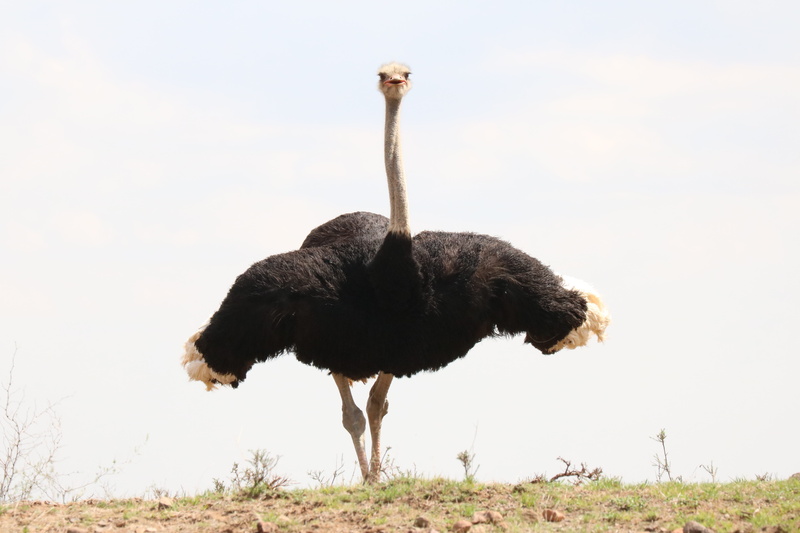 outdoors, baby bouquet, side view, south africa, animal neck, 5K, grass, plumage, birds, day, chicken, feather, ostrich, flightless bird, standing, mammal