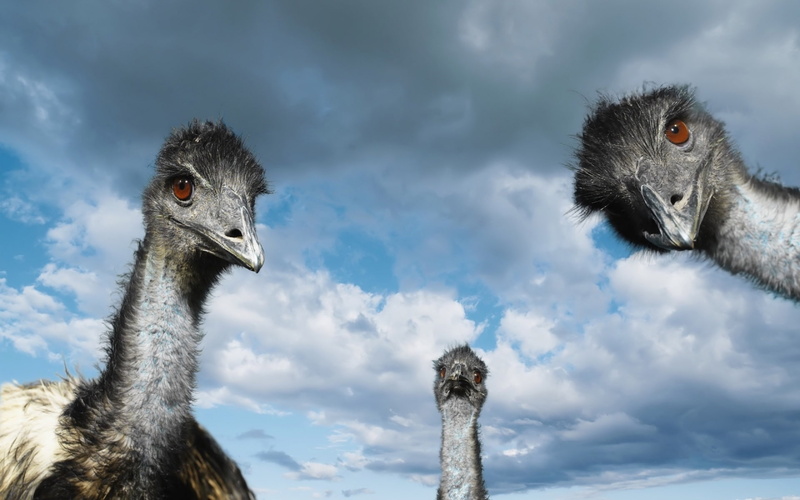 Curious, 1080P, Ostrich