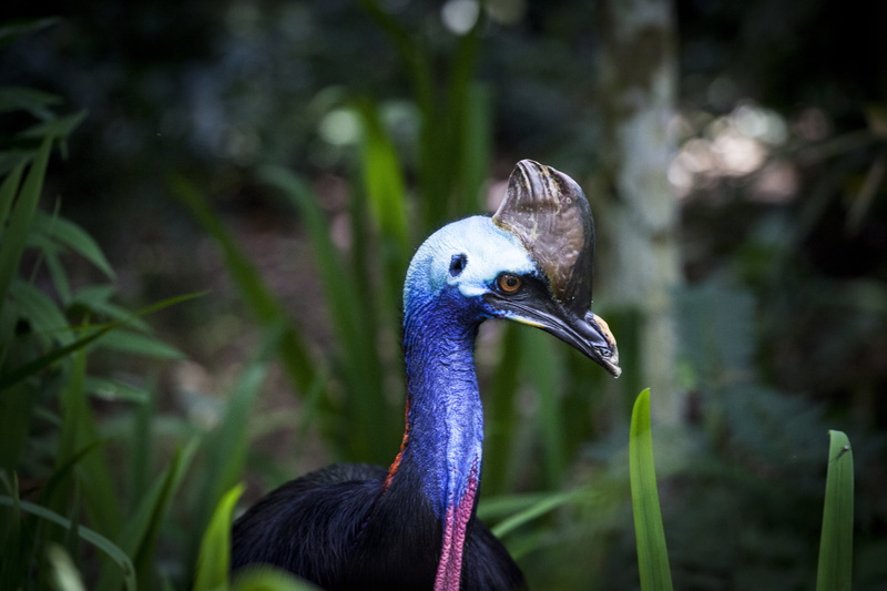 close, portrait, peacock, 5K, beak, bird, flightless bird, ostrich, plants, one animal, beauty in nature, profile view, cassowary, close-up, focus on foreground