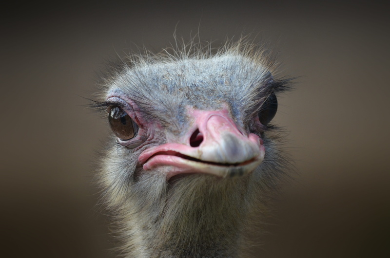 ostrich, bird, watching, studio shot, neck, close-up, wildlife, photo, reserve, eye, mammal, 4K, head, one animal, mouth open, gray, big, looking at camera