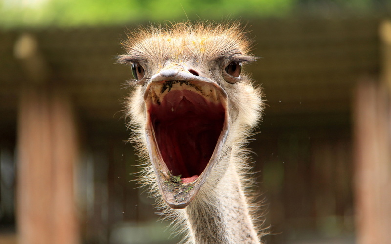 ostrich, 2K