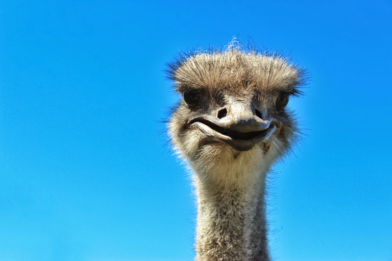 animals in the wild, animal themes, poultry, laugh, sky, 5K, blue background, no people, ostrich, ostrich farm, vertebrate, animal head, animal, hairstyle
