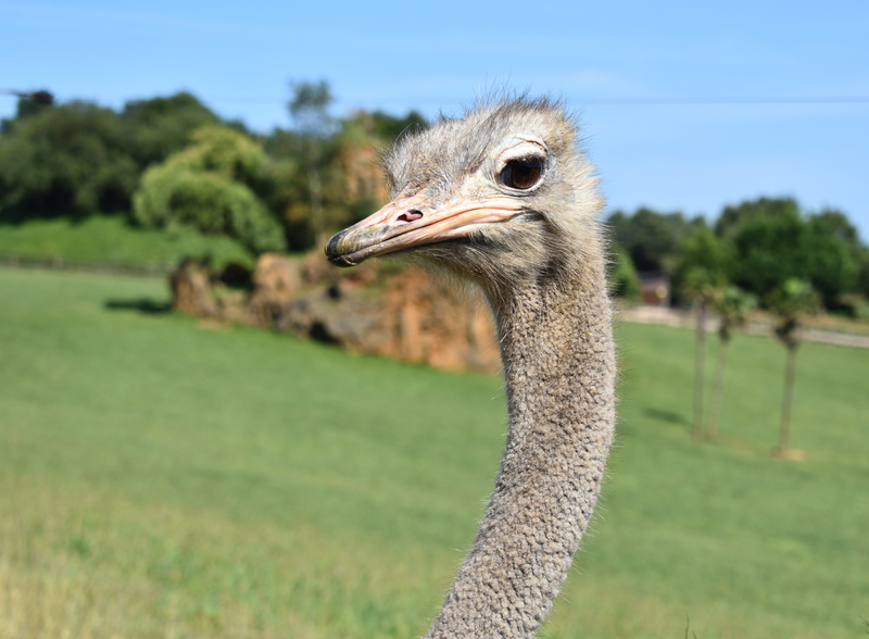 focus on foreground, ostriches, day, grass, beak, land, animal head, animal body part, 5K, birds, field, peak, nature, animals, one animal, plant, animal