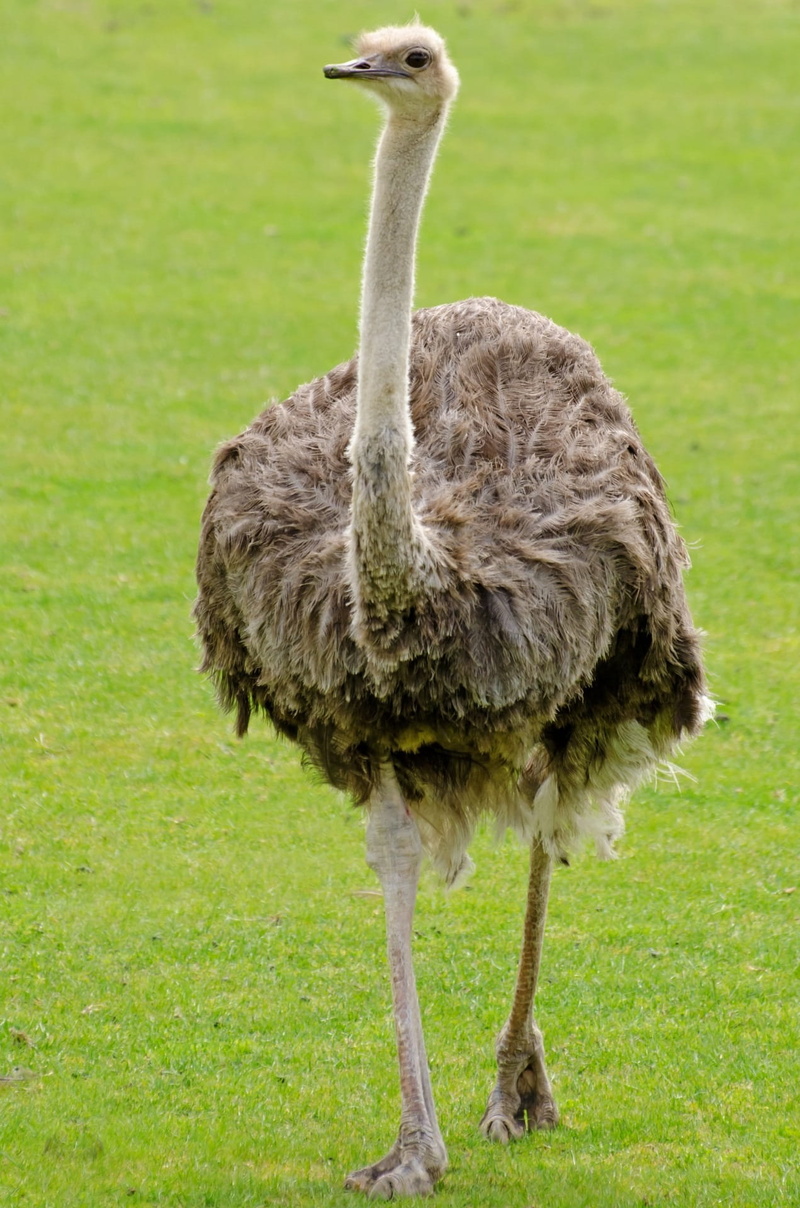 neck, bird, 1080P, beak, feather, land, plant, wild, leg, field, daytime, animal, walking, standing, day, full length, paw, wildlife, background, outdoors