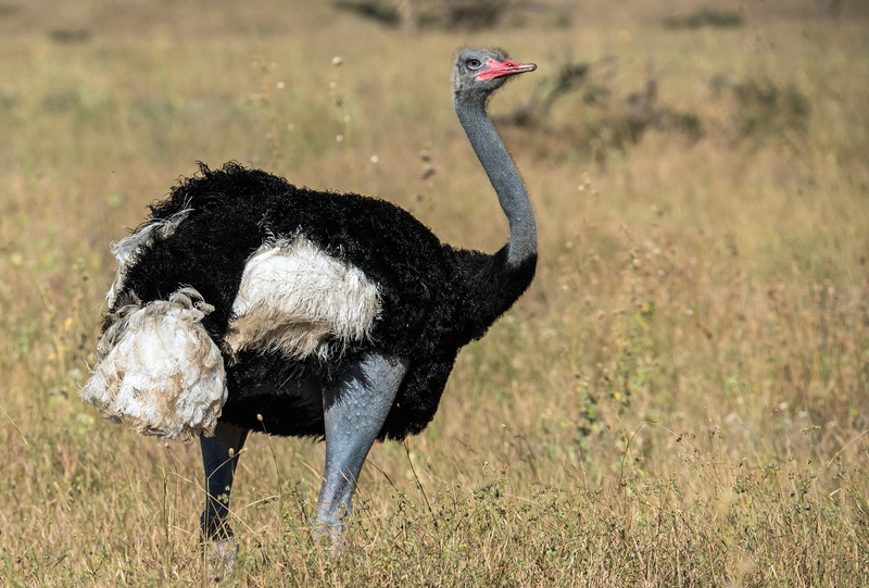 animal themes, daytime, animal wildlife, field, nature, focus on foreground, macro, profile view, animals in the wild, bird, 4K, animal, ostrich, standing