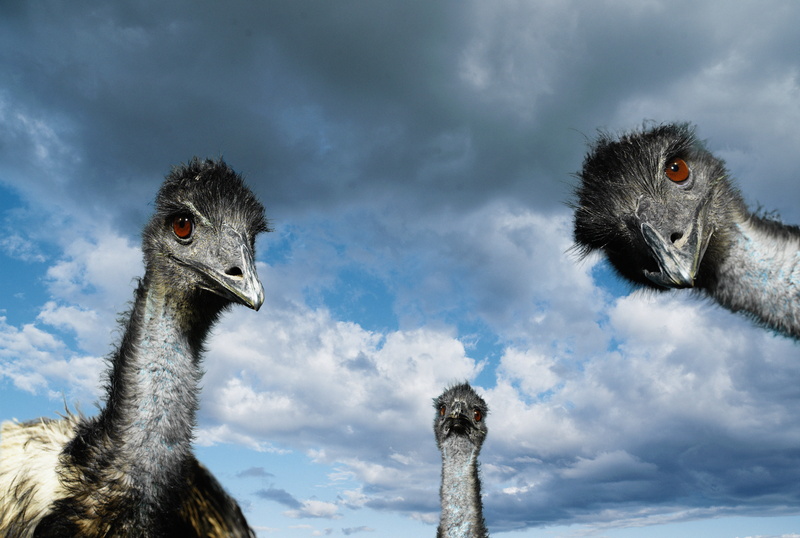close-up, day, animal Neck, cute, ostriches, looking, Semyon, outdoors, staring, sky, looking at camera, portrait, cloud - sky, ostrich, gray, wildlife