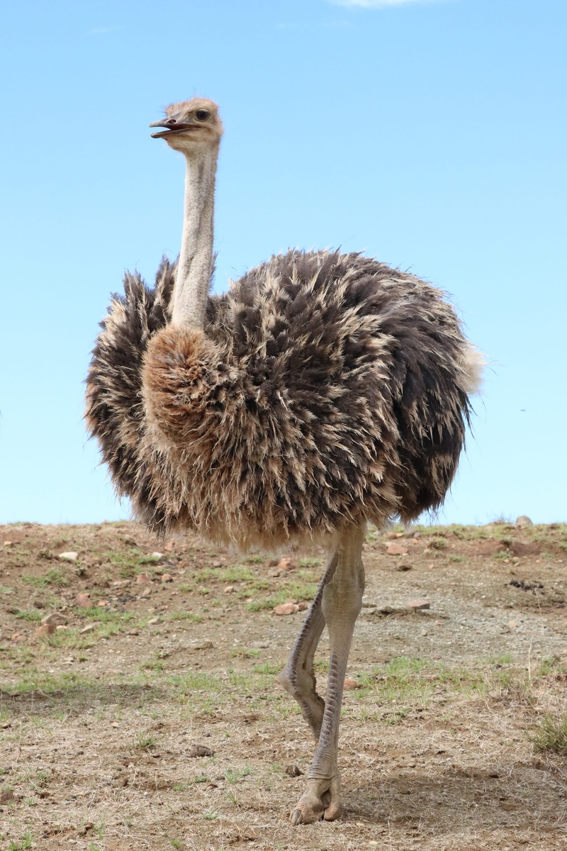 plumage, clear sky, animal wildlife, field, strauss, africa, bird, south africa, full length, day, animal world, ostrich, animal themes, nature, animals in the wild