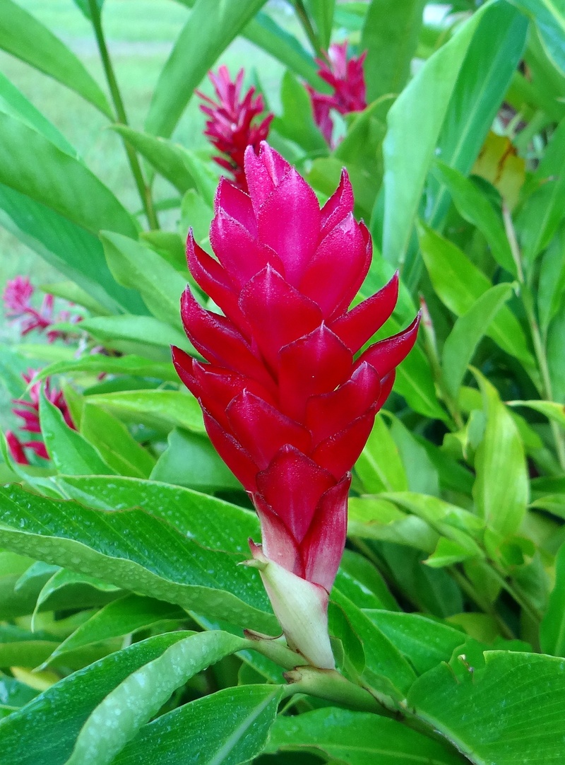 vulnerability, alpinia purpurata, no people, nature, beauty in nature, red ginger, plant part, 2K, close-up, growth, ostrich plume, leaf, inflorescence