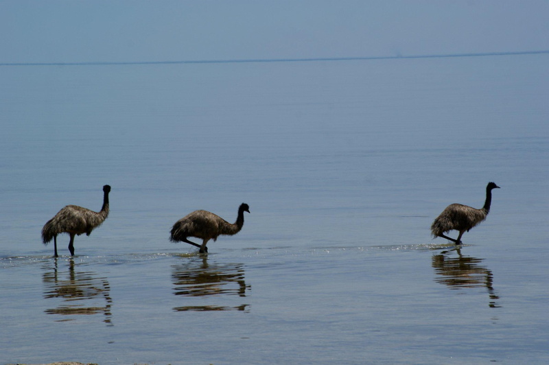 feathers, aussie, s, flock, emu, birds, animals, cooling, ostrich, 1080P
