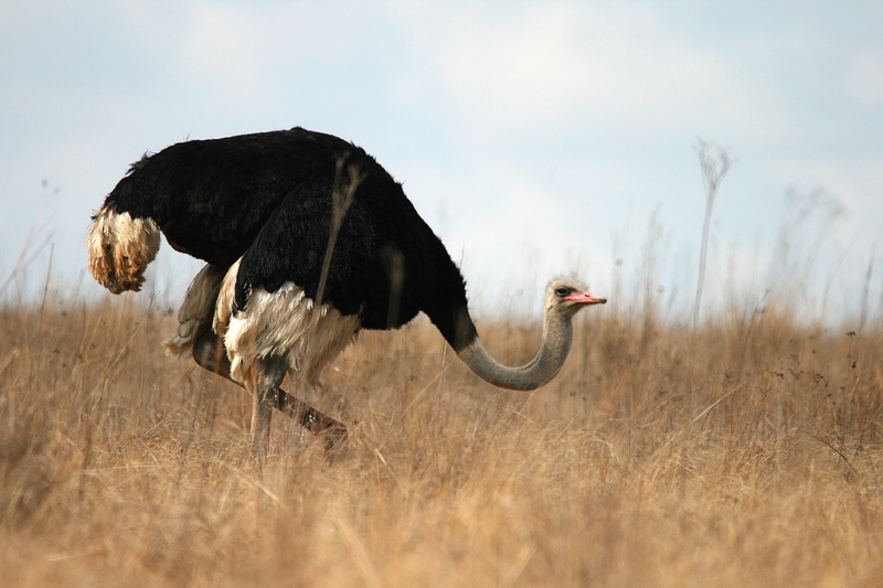 animal, neck, side view, animals in the wild, grass, wild, grey-brown, ostrich, outdoors, dry, nature, sky, vertebrate, no people, full length, animal themes
