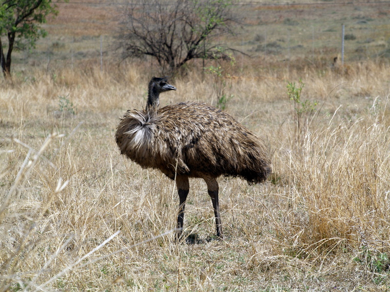 animal themes, land, one animal, animal wildlife, ostrich, emu bird, plant, no people, standing, animal, animals in the wild, outdoors, south africa, nature