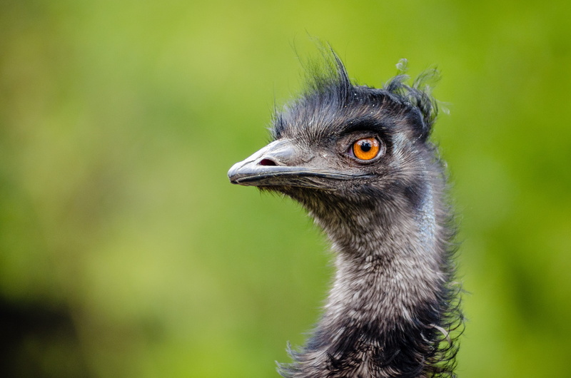 beak, animal head, emu, ostrich, gray, green color, animals, nature, vertebrate, feathers, close-up, animal body part, fauna, outdoors, funny, focus on foreground